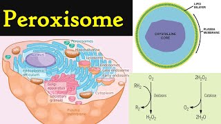 Peroxisome  structure and functions of Peroxisome  Cell organelles peroxisomes [upl. by Yroffej]