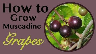 How To Grow Muscadine Grapes [upl. by Atinod963]