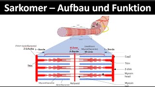 Sarkomer  Aufbau und Funktion  Aktinfilament  Myosinfilament Biologie  Sport Oberstufe 26 [upl. by Esinad819]