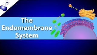 The Endomembrane System [upl. by Anoo]