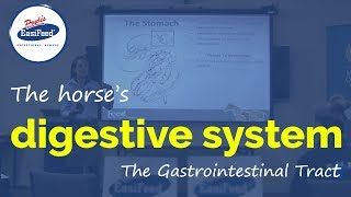 The horses digestive system  The Gastrointestinal Tract [upl. by Reyotal]