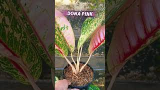 Aglonema Donacarmen Mutasi shorts shortvideo aglonema tanamanhias plants [upl. by Nallad]