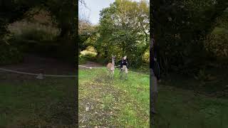 Llama Agility with professional fence jumper Albie [upl. by Donahue]