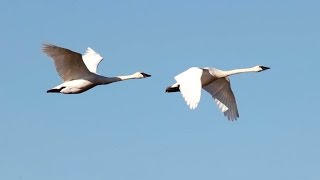 Migratory Birds at Skagit Valley 4K UHD [upl. by Ebony]