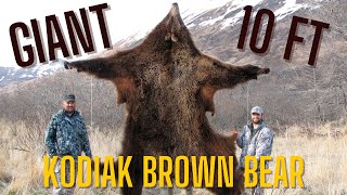 Giant 10Foot Kodiak Island Alaska Brown Bear Hunt [upl. by Sykes820]