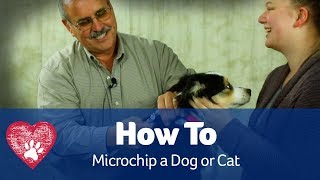 How To Microchip a Dog [upl. by Siward]