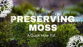 Preserving Moss Howto [upl. by Ahsekan]