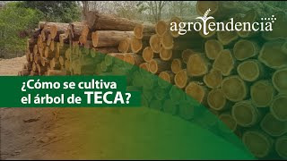 Potencialidades de la MADERA TECA [upl. by Sergu255]