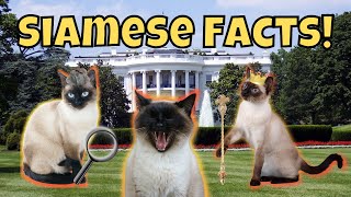 11 Fascinating Facts About Siamese Cats [upl. by Ttsepmet]