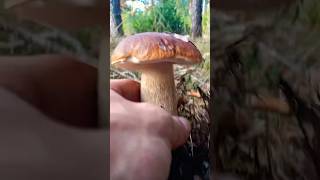 Crunchy porcini mushrooms Full video on the channel mushroom nature forest followme [upl. by Asquith]