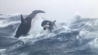 Facts About Orcas You NEVER Knew [upl. by Aiki]