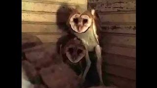 Creepy Owls  Nightmare Fuel  Texas Creatures  Lechuza [upl. by Naed215]