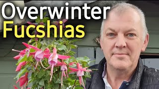 How to Overwinter Fuchsias [upl. by Okwu]