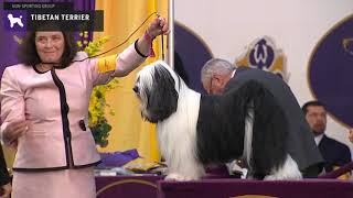 Tibetan Terriers  Breed Judging 2020 [upl. by Larrad983]