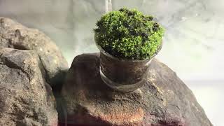 Moss Cup  Home decoration [upl. by Honor]