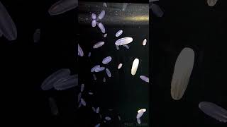 【加茂水族館】シンカイウリクラゲ 癒やし Beroa abyssicola [upl. by Hutner610]