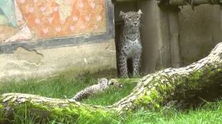 Drei LeopardenBabies im ErlebnisZoo Hannover [upl. by Ytsihc888]