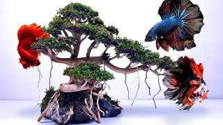 Yellow Betta Fish Tank Setup Tutorials Bonsai Tree Aquarium Aquatic Paradise Planted Tank [upl. by Chabot]