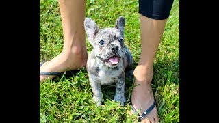 Indigo our Blue Merle French Bulldog Puppy Love [upl. by Eille794]