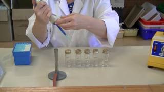 How to create serial dilutions [upl. by Mapel]