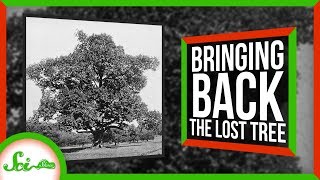 Bringing Back the Lost American Chestnut Tree [upl. by Notelrahc]