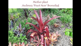 Aechmea Pinot Noir Bromeliad stolon cut to remove from the mother plant [upl. by Waynant]