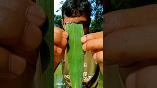 Experiment on tree leaves with pen ink camping bushcraft outdoors survivalbogura experiment [upl. by Coralie]