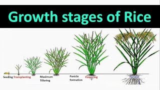 Growth stages of Rice [upl. by Yrod]