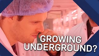 How Do Hydroponics Work Underground Farming  Earth Science [upl. by Alick620]