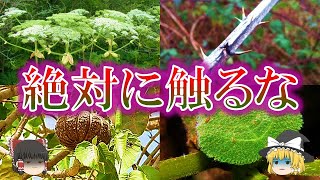 世界に生息する危険な植物5選【ゆっくり解説】 [upl. by Ginzburg]