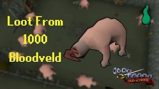 Old School RuneScape Loot From 1000 Bloodveld [upl. by Damales]