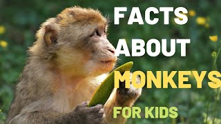 About Monkeys Facts  Lesson For Children About Monkeys Their Diets Habitats [upl. by Rednirah686]