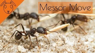 Messor Barbarus move into NEW Aus nest [upl. by Macfadyn19]