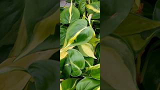 Philodendron scandens Brasil [upl. by Arok]