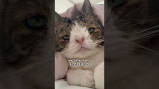 Does Feline Down Syndrome Exist goodtoknow downsyndrome trisomy21 specialneeds cats medicine [upl. by Adnilreb]