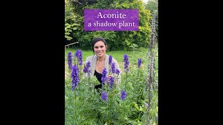 Aconite  A Shadow Plant [upl. by Petty]