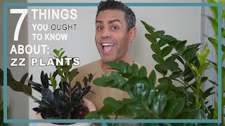 7 Things You Ought To Know About Caring For Your ZZ PLANT Zamioculcas Zamiifolia Plant Care Tips [upl. by Wilie461]