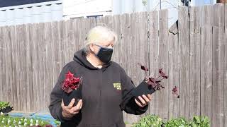 Gardening tip Care of coral bells in spring [upl. by Anoy]