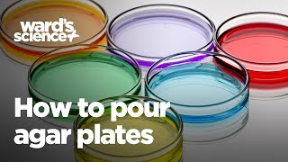 How to Pour Agar Plates [upl. by Neomah]