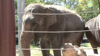 Shanthi the National Zoos Musical Elephant Plays the Harmonica [upl. by Elleinod]