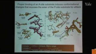 From Structure and Function of Ribosomes to New Antibiotics [upl. by Elayne977]