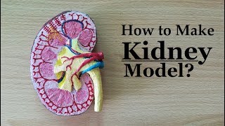 How to make Kidney Model  3d ThermocolStyrofoam Carving [upl. by Ulland382]