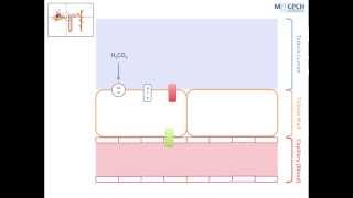 The Kidneys Role in Acid Base Balance [upl. by Terrye]