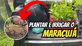 COMO PLANTAR MARACUJÁ  PLANTANDO E IRRIGANDO [upl. by Emerej694]