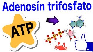 Adenosín trifosfato  ATP  Estructura funciones hidrólisis y ciclo 😸 [upl. by Annanhoj]