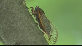 Cicada 2021 Heres how you can help scientists track the 17year cicadas in Indiana [upl. by Voccola]