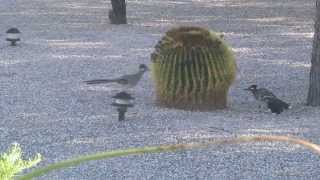 Roadrunner Mating Dance [upl. by Hazem]