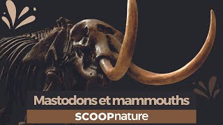 Mastodonte ou mammouth [upl. by Georgina264]