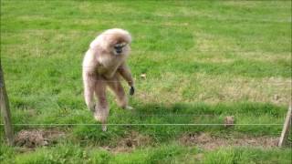 Gibbon freaks out over hedgehog [upl. by Pitts237]