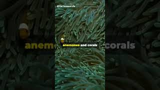 Sea Anemones and Corals underwater seaanemone coral shorts youtubeshorts [upl. by Iniretake]